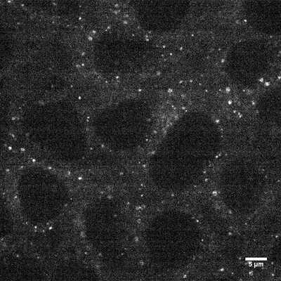 Cell line media