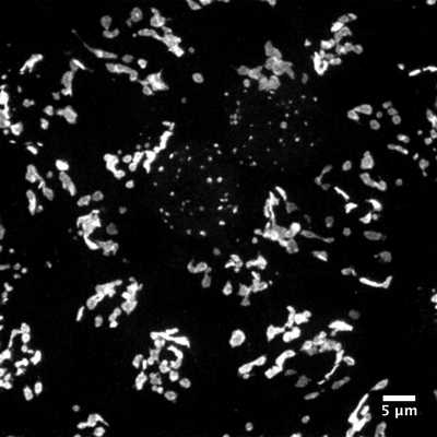 Cell line media